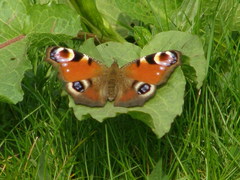 Aglais io