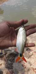 Alestidae
