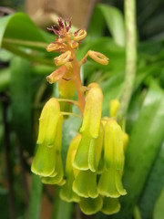 Lachenalia flava