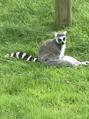 Lemur