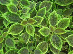 Pilea mollis