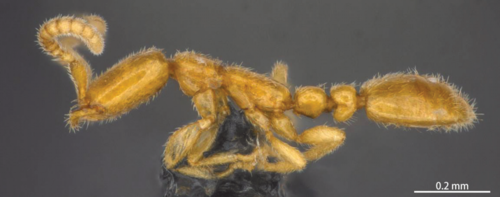 澳门细蚁Leptanilla macauensis