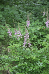Astilbe chinensis