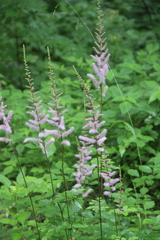 Astilbe chinensis