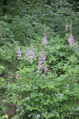 Astilbe chinensis