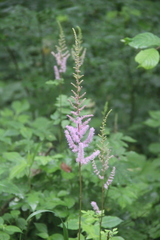 Astilbe chinensis