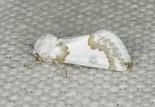 Silver-banded Gem Moth photo 5