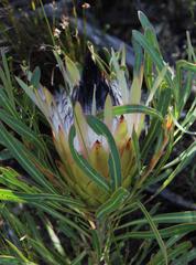 Protea longifolia