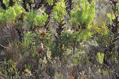 Protea longifolia