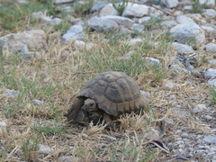 Testudo hermanni