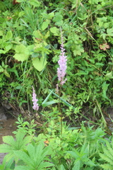 Astilbe chinensis