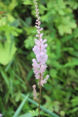 Astilbe chinensis