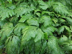 Selaginella grandis