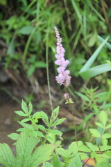 Astilbe chinensis