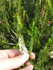 Melaleuca armillaris armillaris