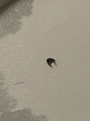 Xenopsylla cheopis