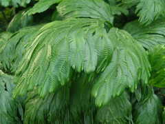 Selaginella grandis
