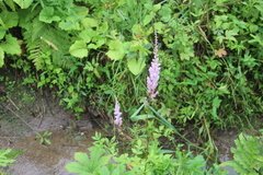 Astilbe chinensis