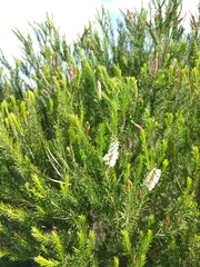 Melaleuca armillaris armillaris