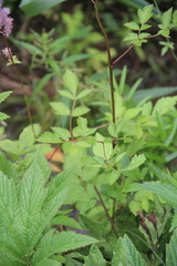 Astilbe chinensis