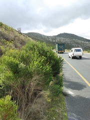 Melaleuca armillaris armillaris