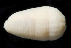 Halcampa decemtentaculata