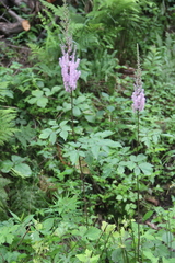 Astilbe chinensis