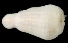 Halcampa decemtentaculata