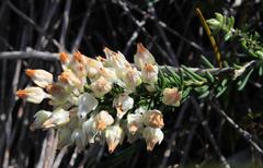 Erica calcareophila