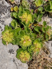 Teucrium pyrenaicum