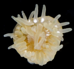 Epiactis lisbethae
