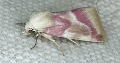Schinia regina