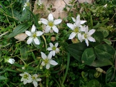 Arenaria ciliata multicaulis