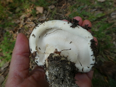 Phellodon fuligineoalbus