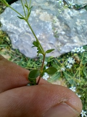 Arenaria ciliata multicaulis