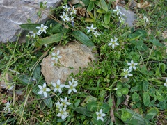 Arenaria ciliata multicaulis