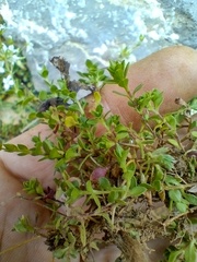 Arenaria ciliata multicaulis