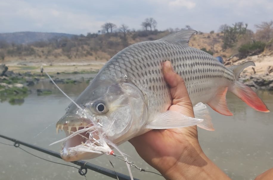 Blue Tigerfish