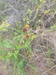 Rhynchospora cephalantha