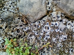Solorina saccata