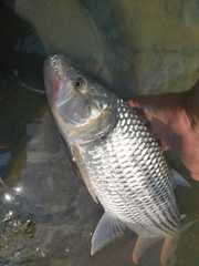 Hydrocynus tanzaniae