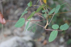 Desmodium uncinatum