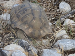 Testudo hermanni