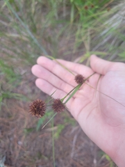 Rhynchospora cephalantha