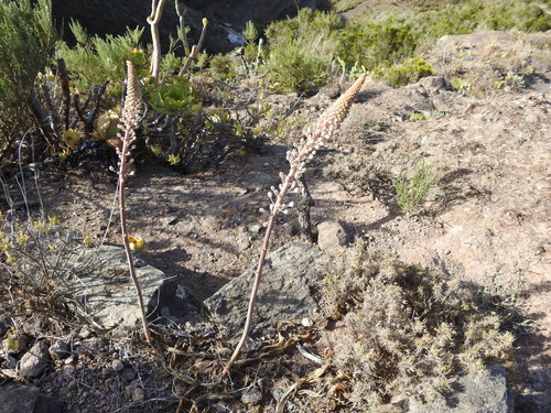 Drimia maritima image