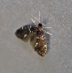 Narycia duplicella