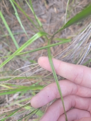 Rhynchospora cephalantha