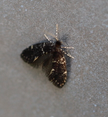 Narycia duplicella