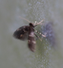 Narycia duplicella