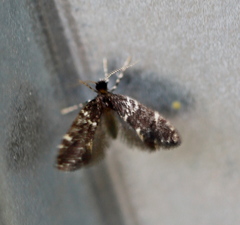 Narycia duplicella